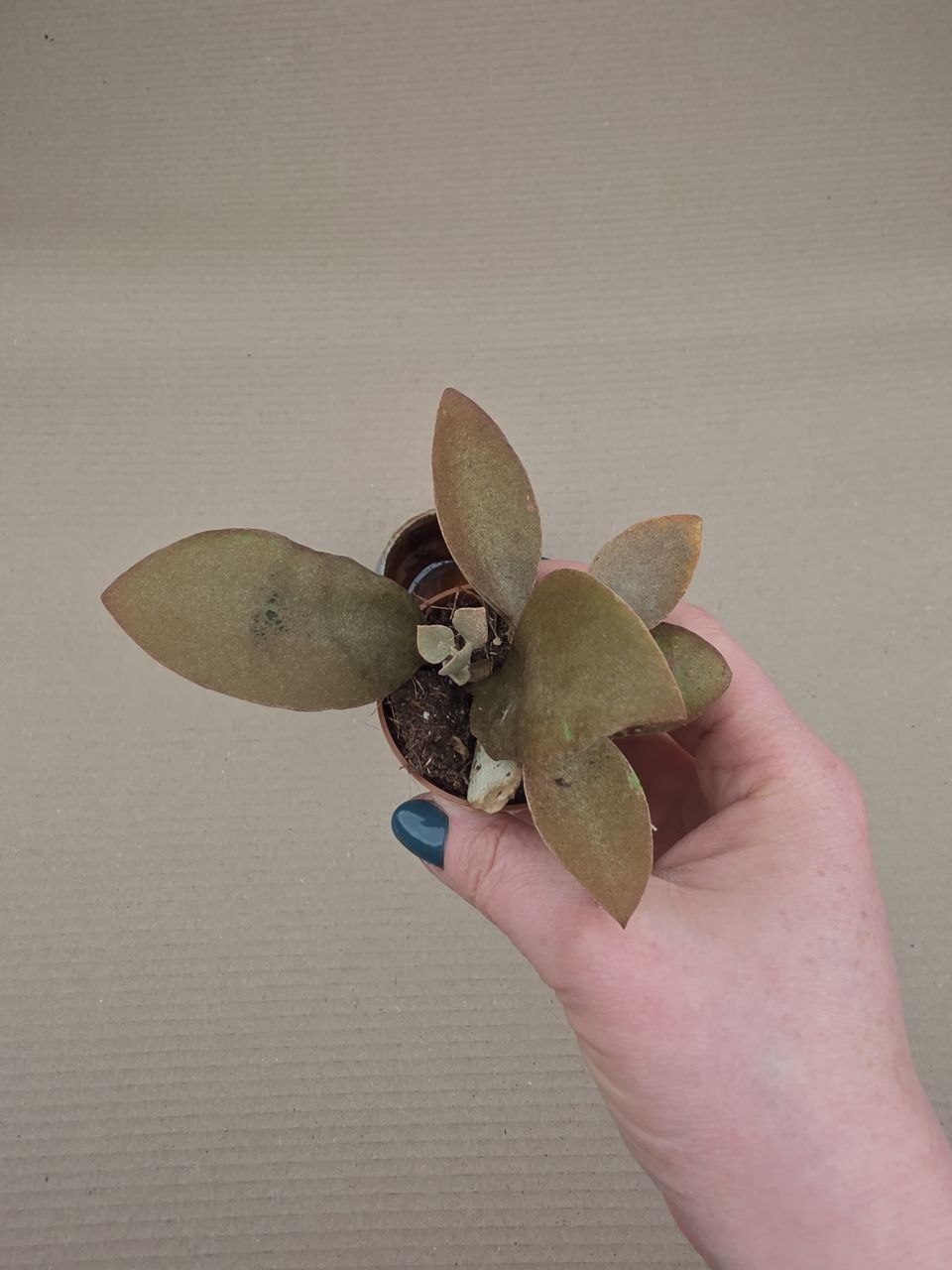 Kalanchoe Oryalis mini