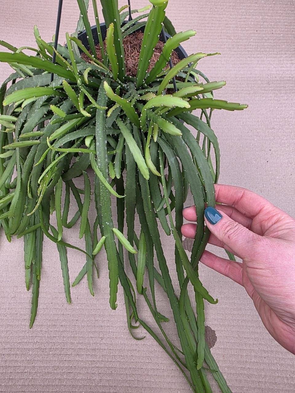 Lepismium Bolivianum závěs