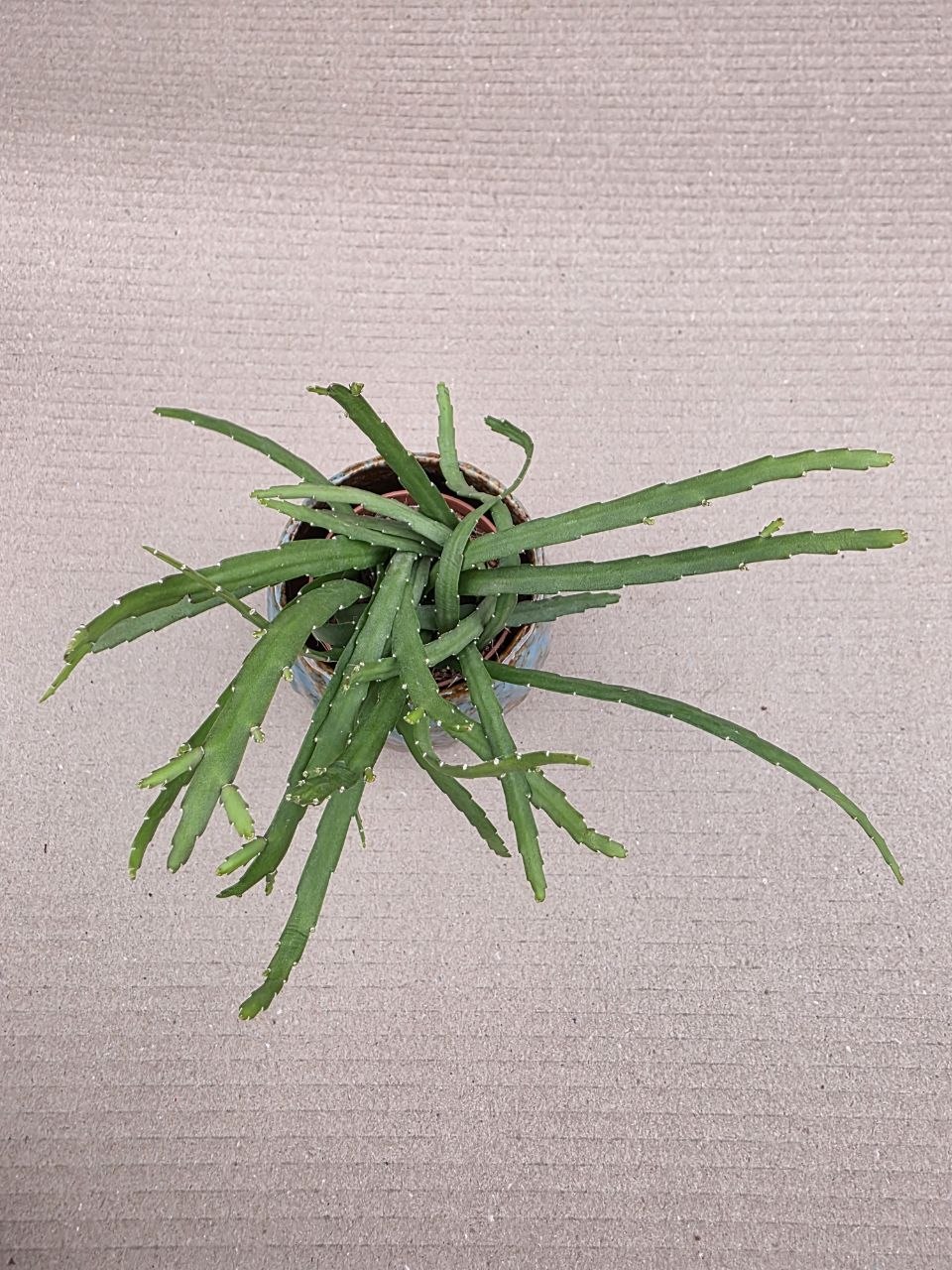 Lepismium Bolivianum mini