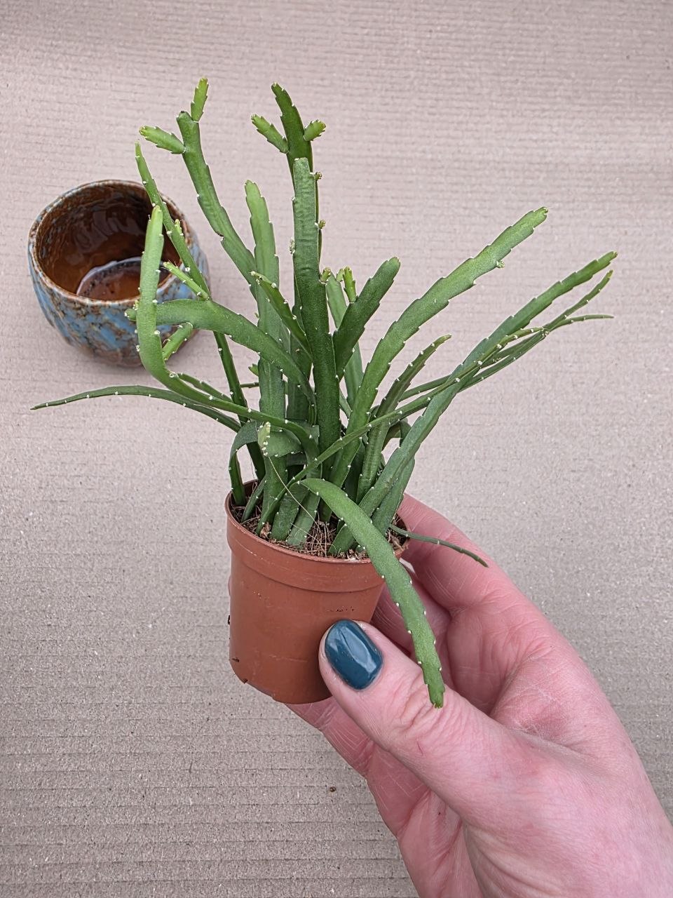 Lepismium Bolivianum mini