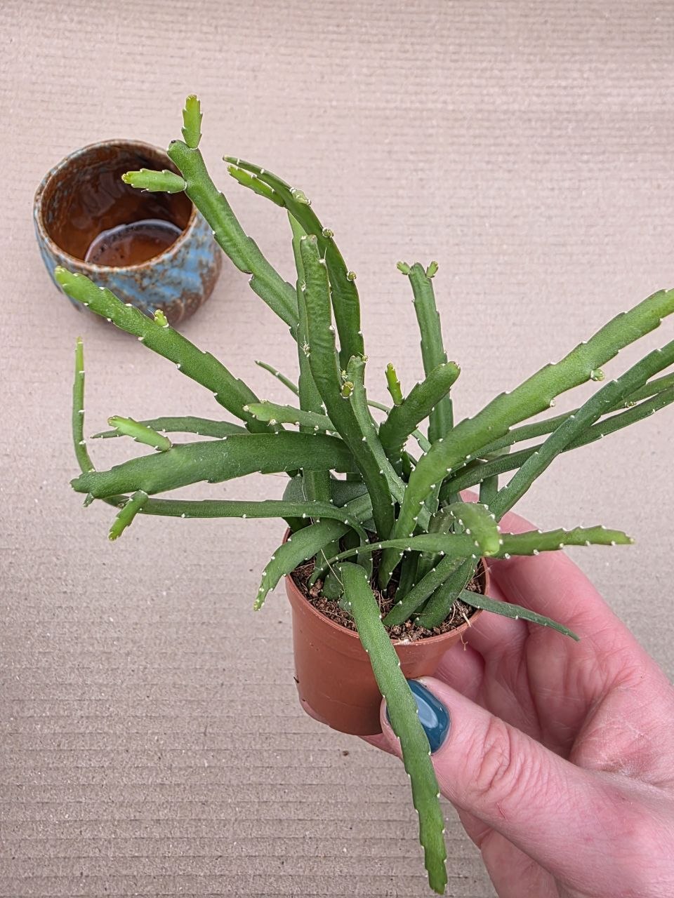 Lepismium Bolivianum mini