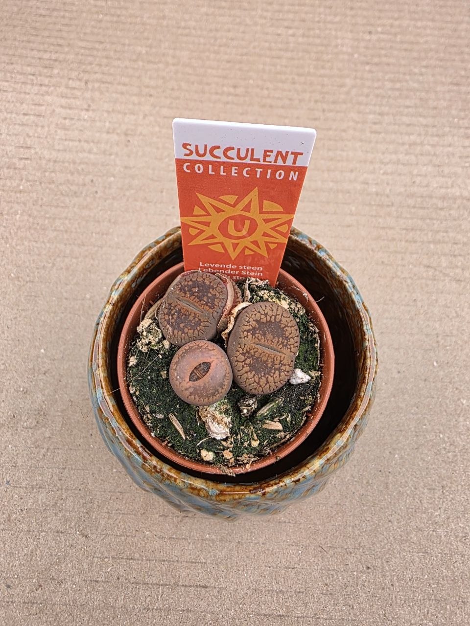 Lithops Leslei sukulent