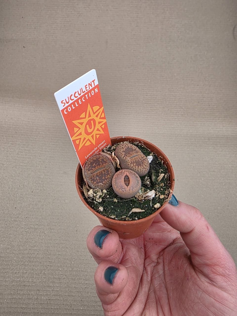 Lithops Leslei sukulent