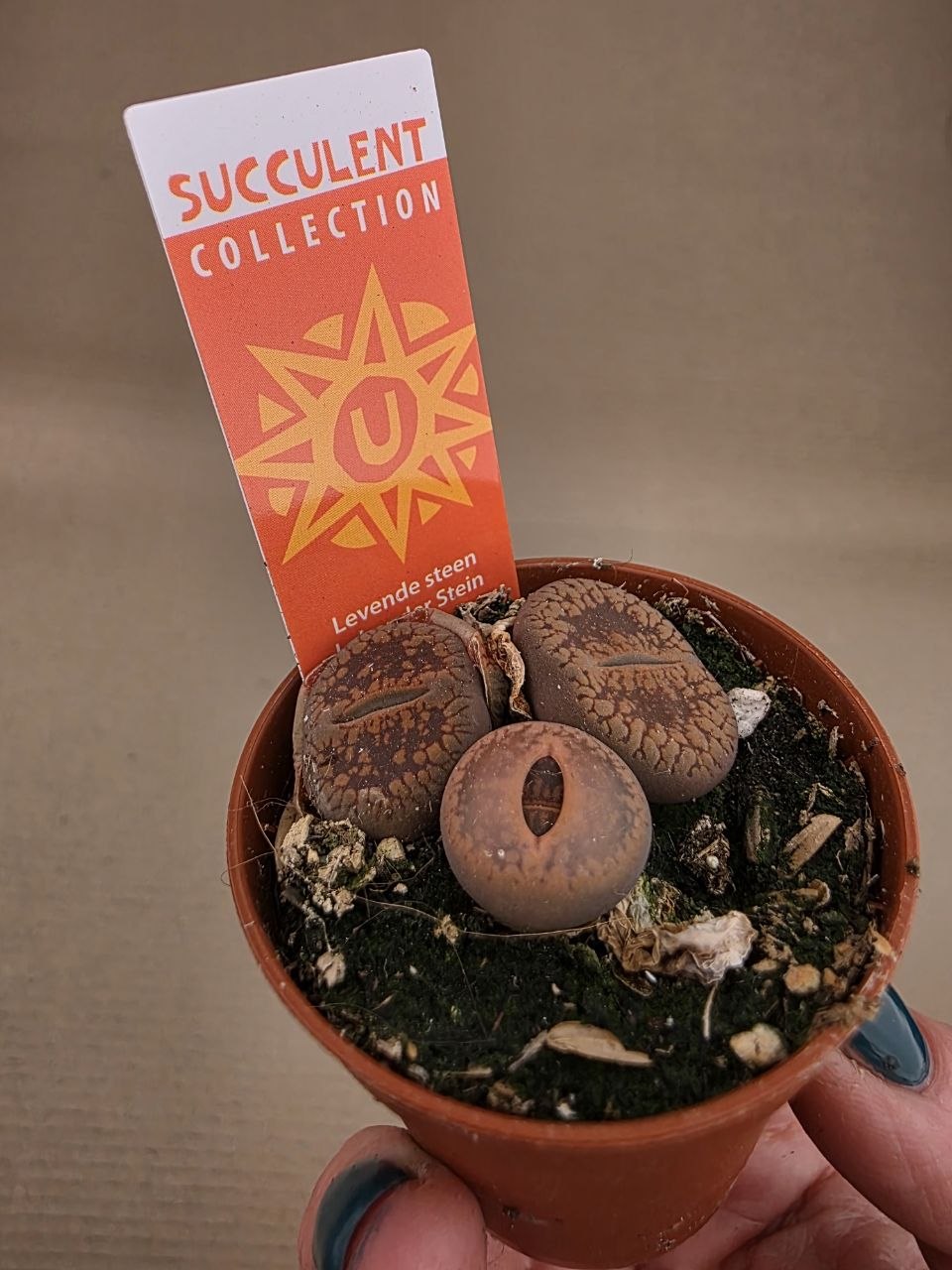 Lithops Leslei sukulent