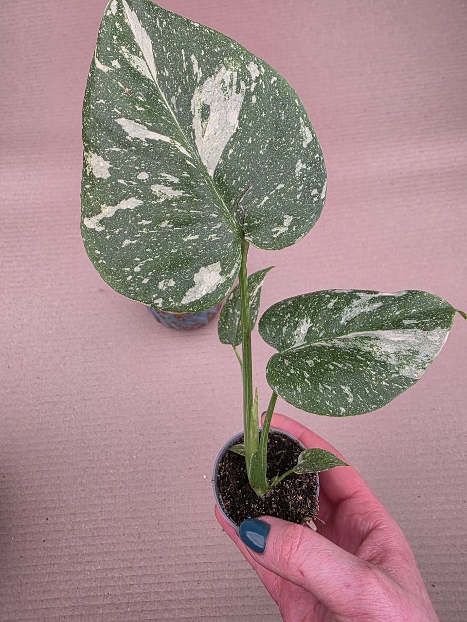 Monstera Thai Constellation mini