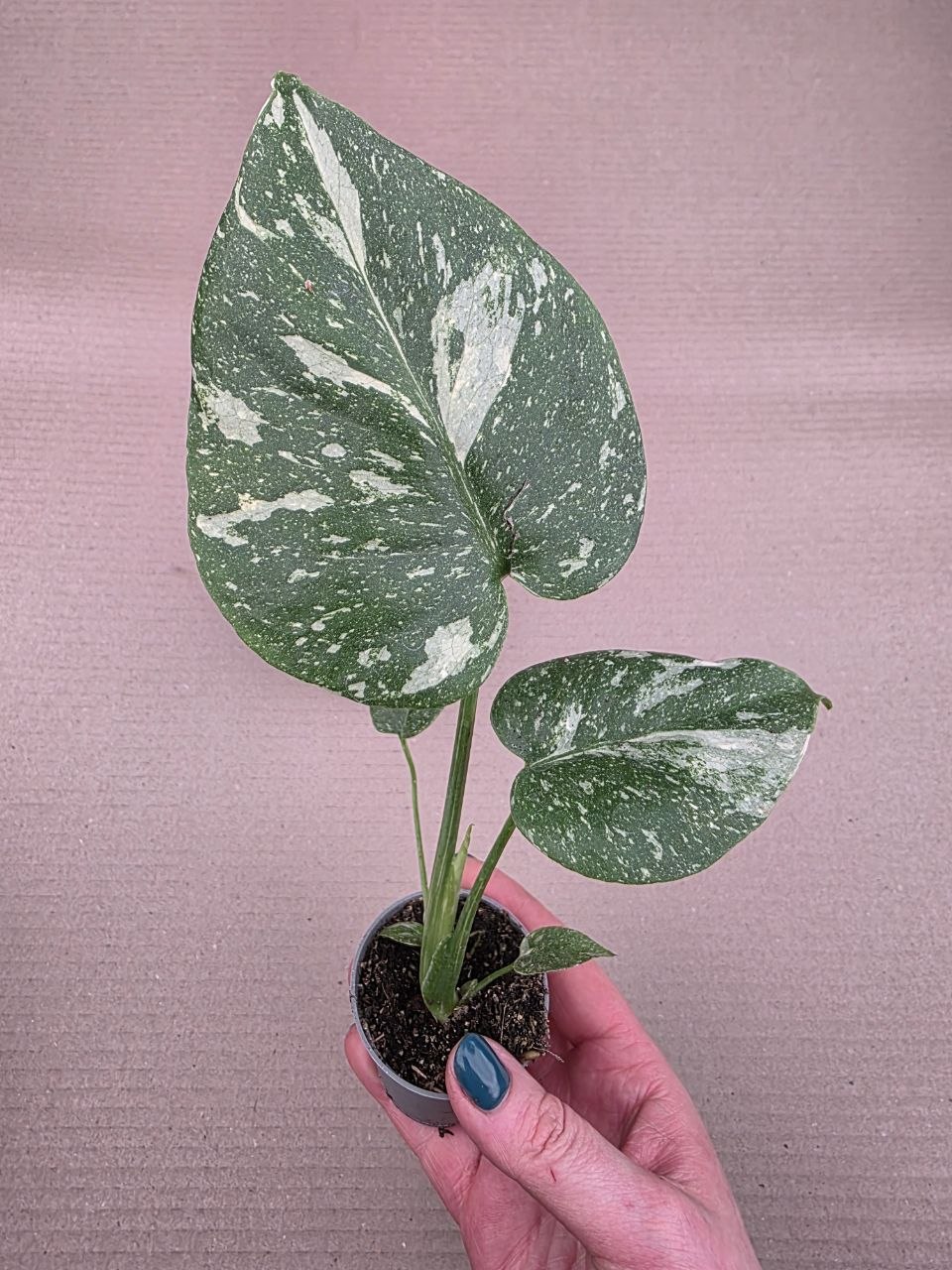 Monstera Thai Constellation mini