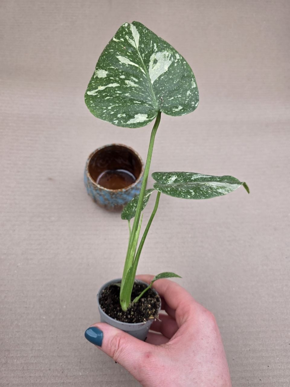 Monstera Thai Constellation mini