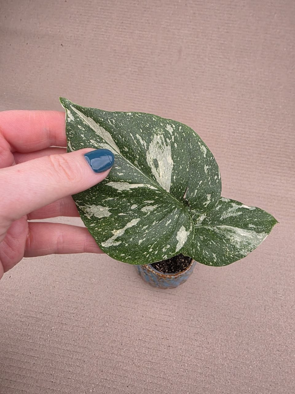 Monstera Thai Constellation mini