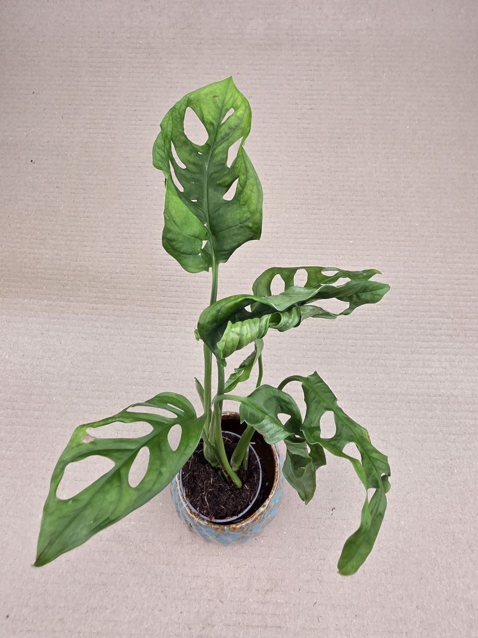 Monstera Adansonii Monkey Mask 5 cm
