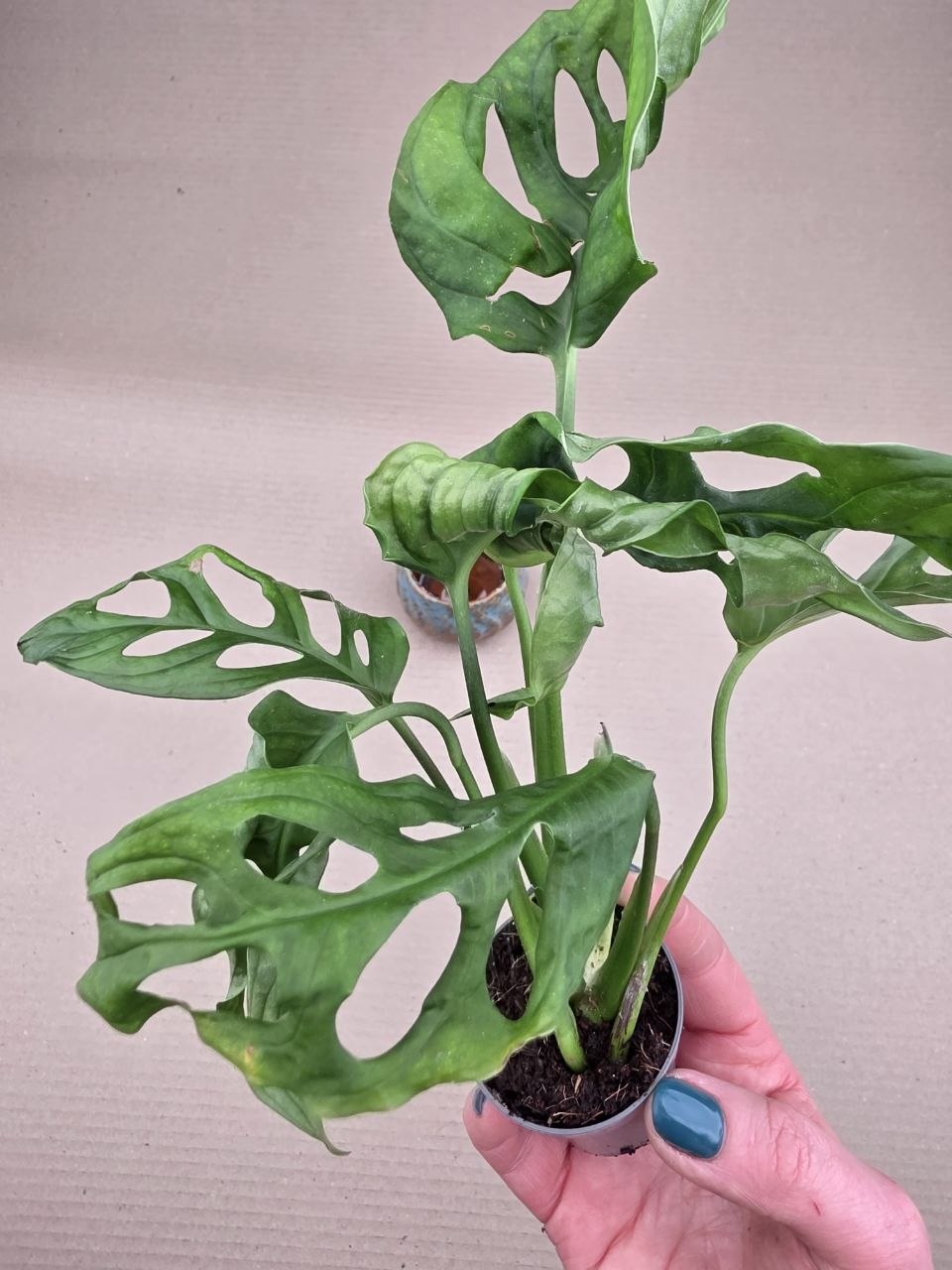 Monstera Adansonii Monkey Mask 5 cm