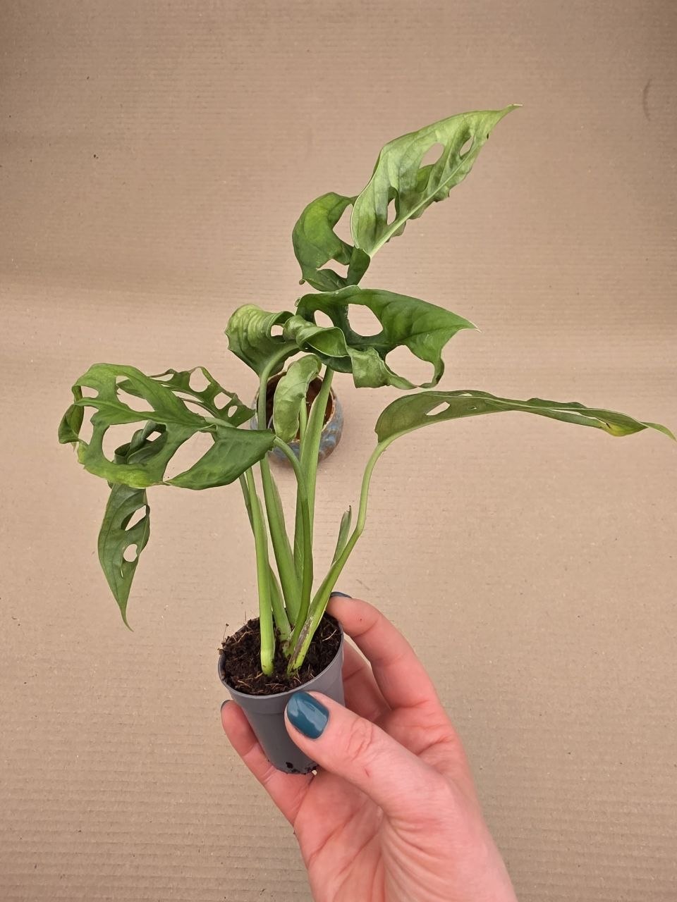 Monstera Adansonii Monkey Mask 5 cm