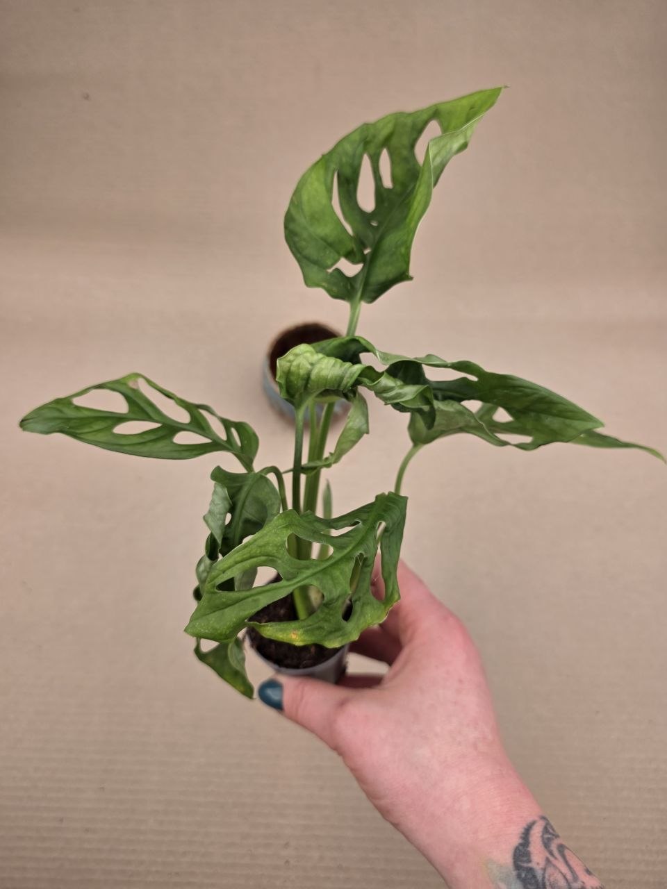 Monstera Adansonii Monkey Mask 5 cm