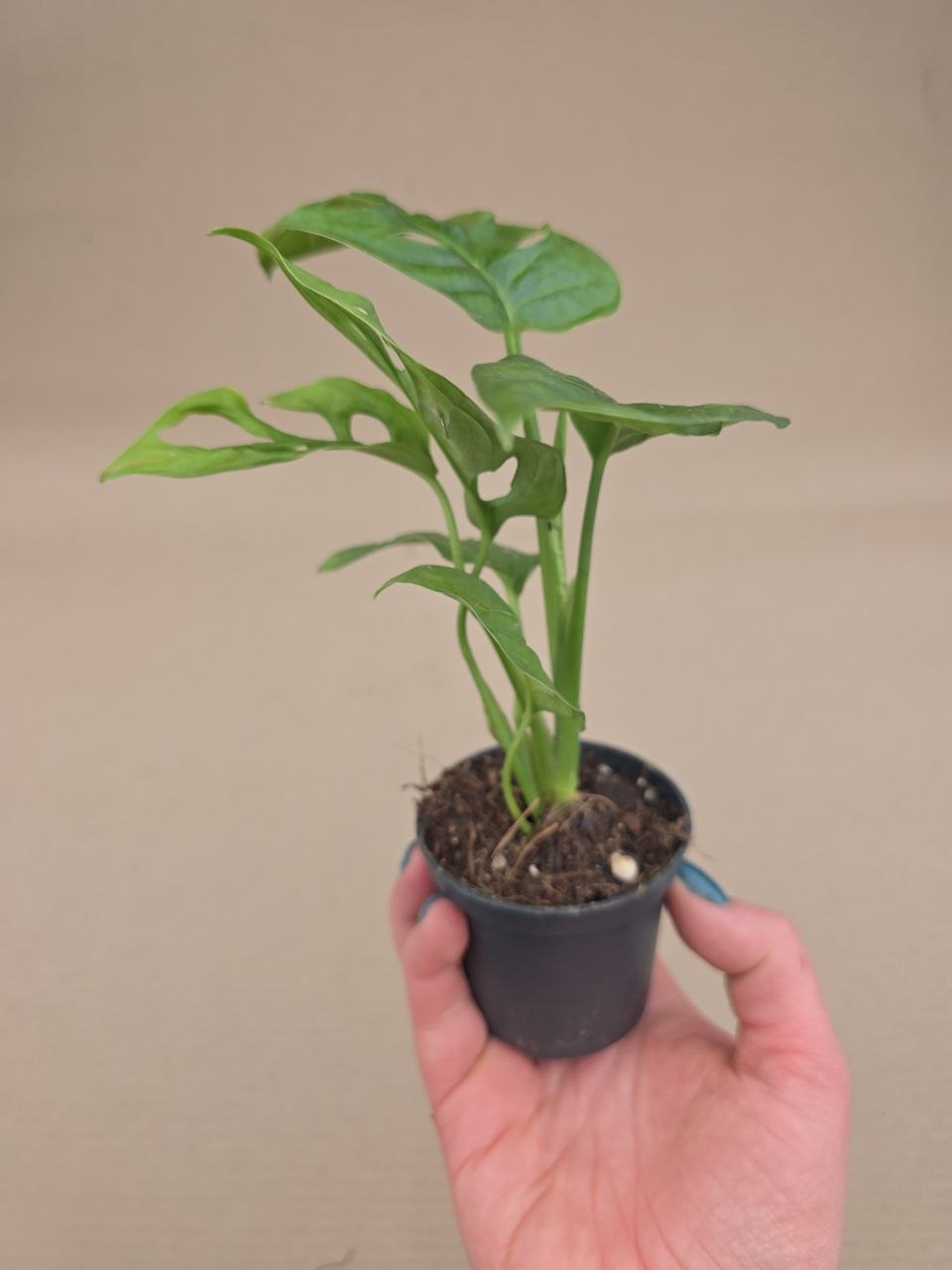 Monstera Adansonii Monkey Leaf 7 cm