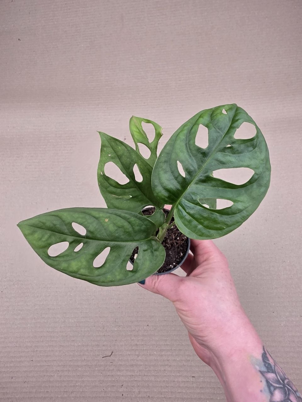 Monstera Adansonii Monkey Leaf 7 cm