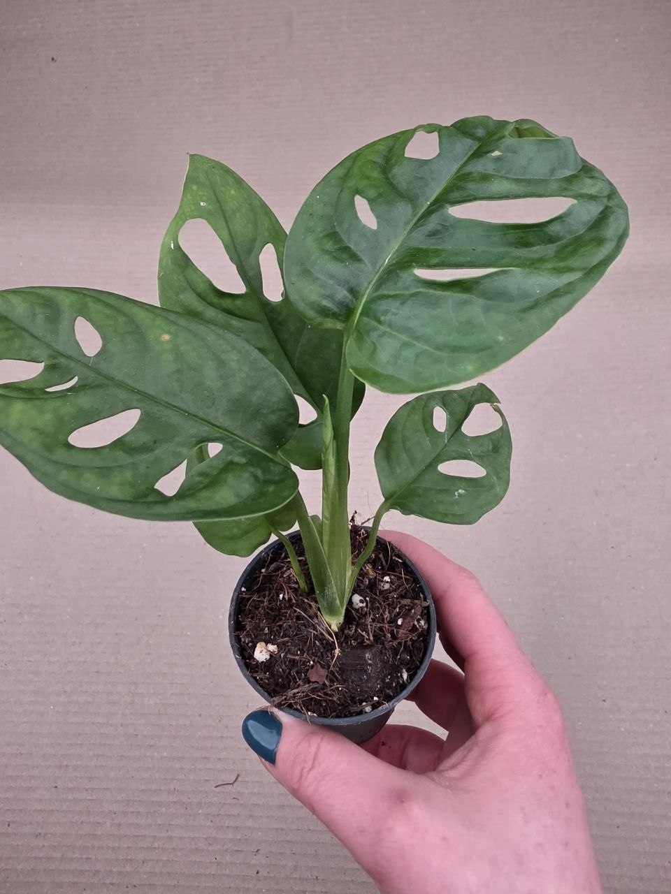 Monstera Adansonii Monkey Leaf 7 cm