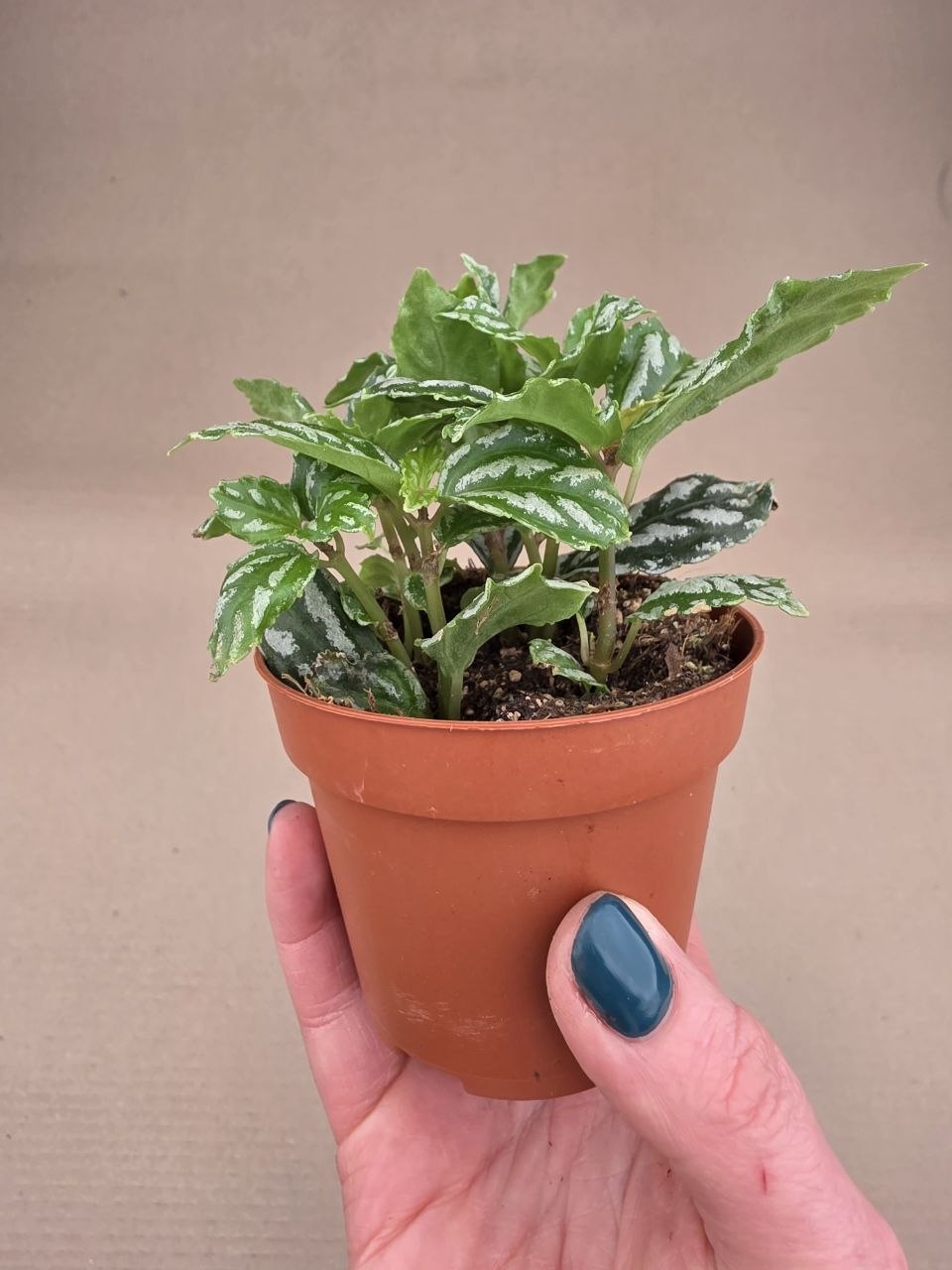 Pilea Cadierei