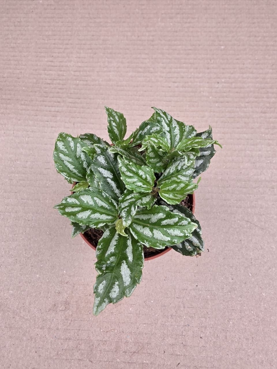 Pilea Cadierei