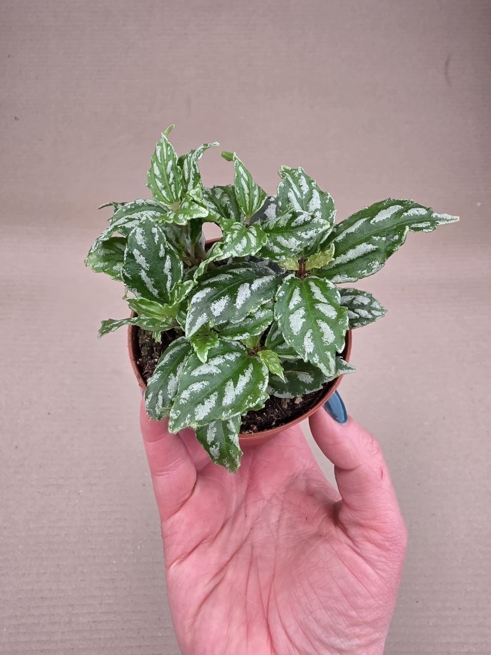 Pilea Cadierei
