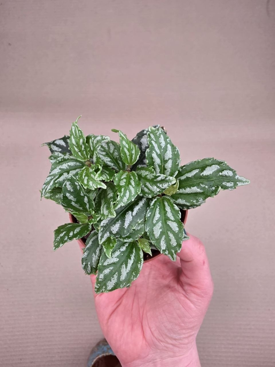 Pilea Cadierei