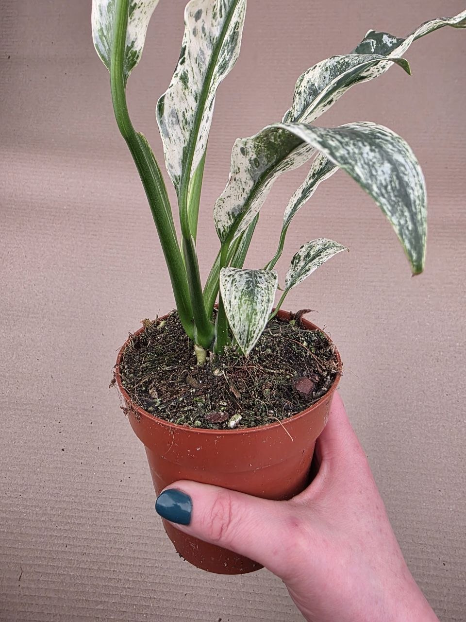Rhapidophora Puberula, raritka