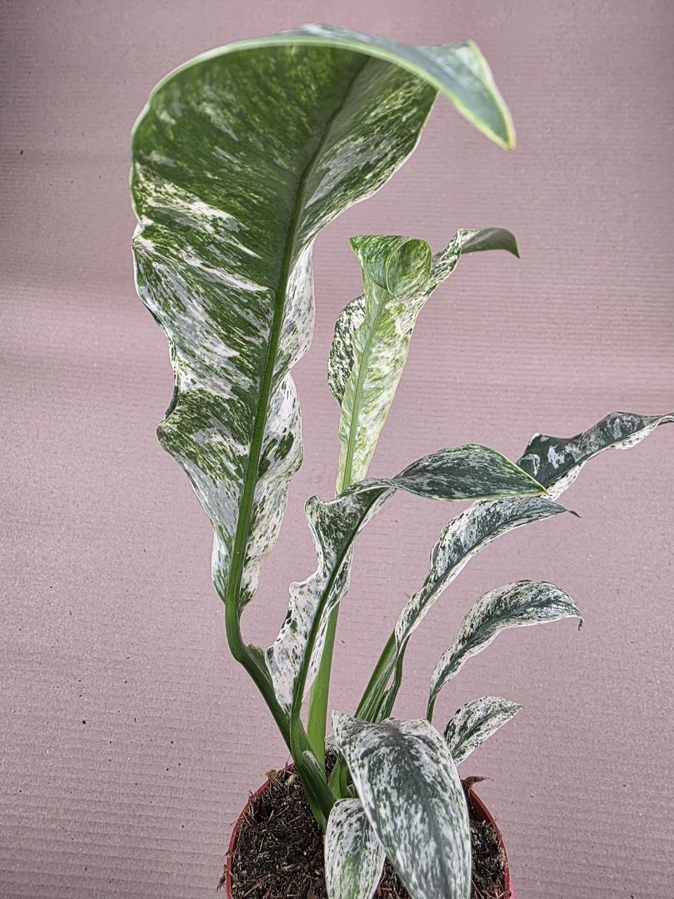 Rhapidophora Puberula, raritka