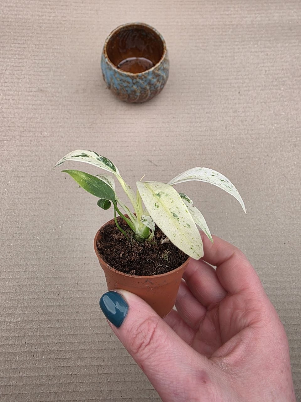 Rhapidophora Puberula MINI