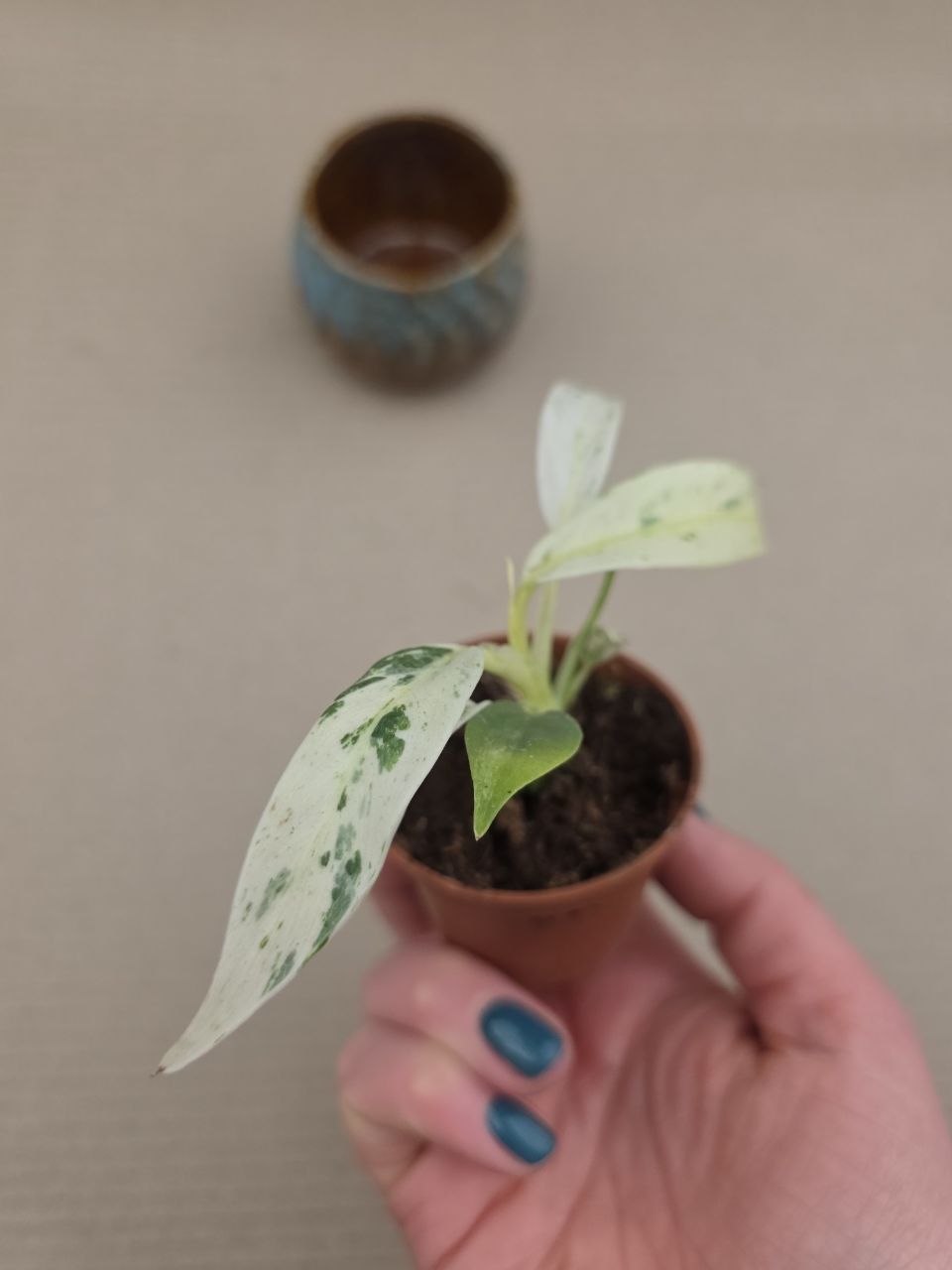 Rhapidophora Puberula MINI