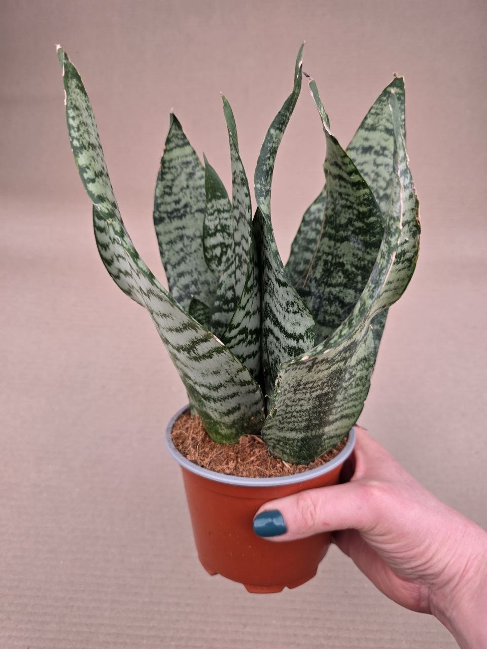 Sansevieria Black Coral 12 cm
