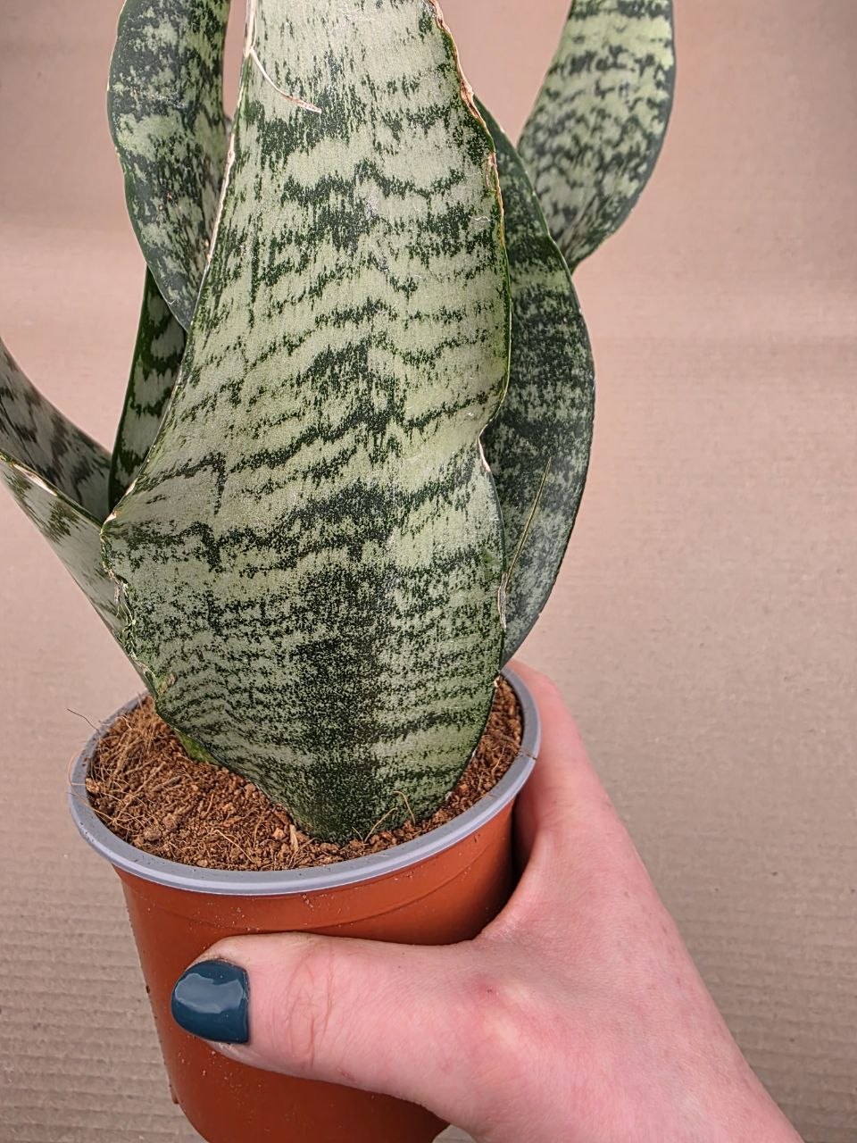 Sansevieria Black Coral 12 cm