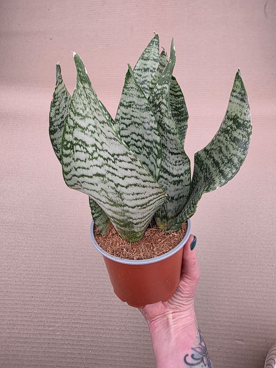 Sansevieria Black Coral 12 cm