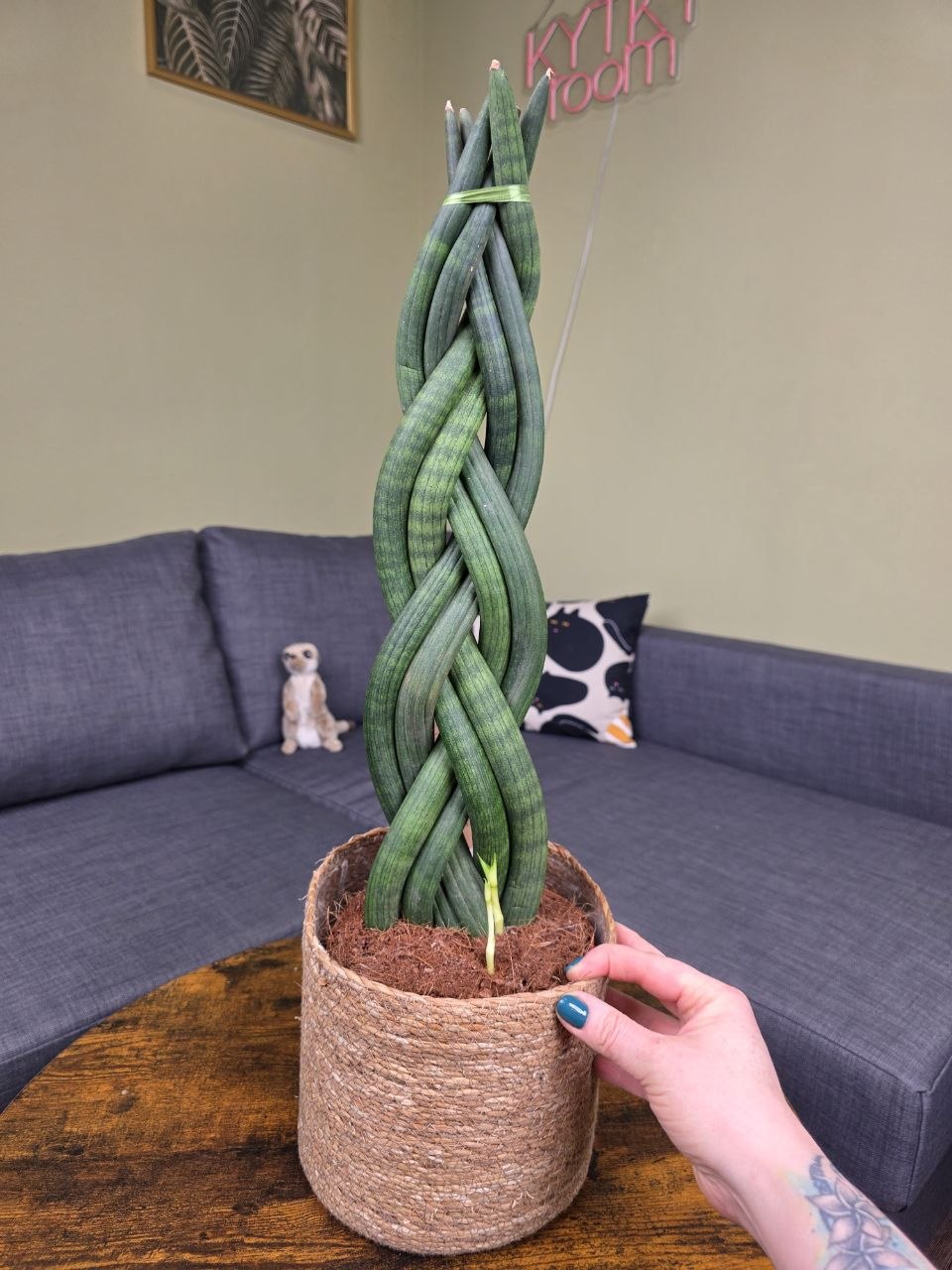 Sansevieria Cylindrica cop XXL