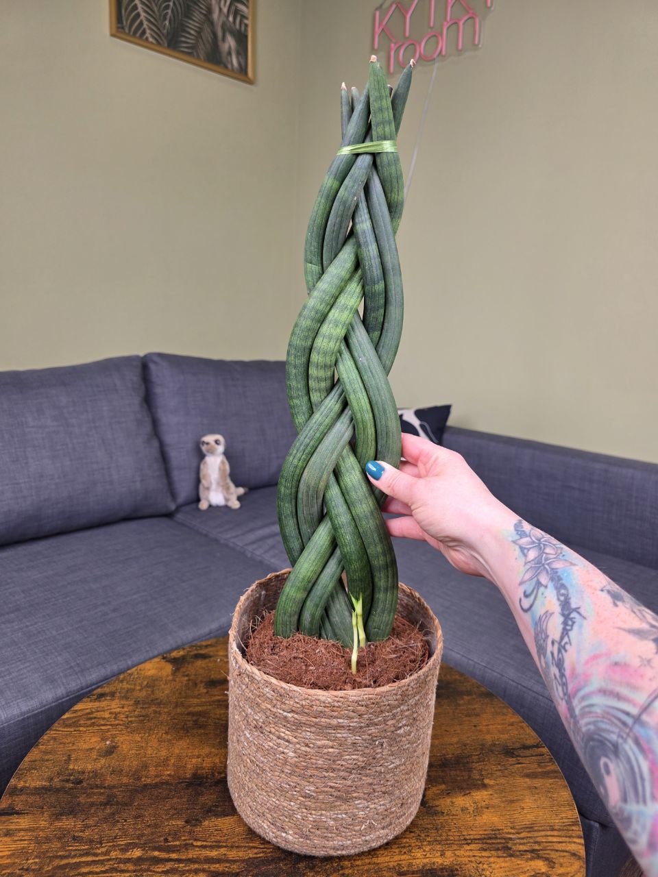 Sansevieria Cylindrica cop XXL