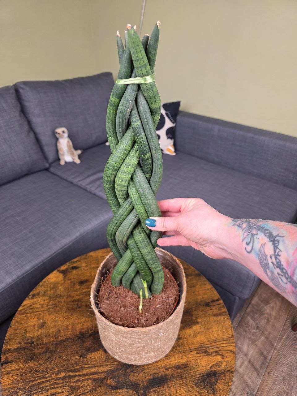 Sansevieria Cylindrica cop XXL