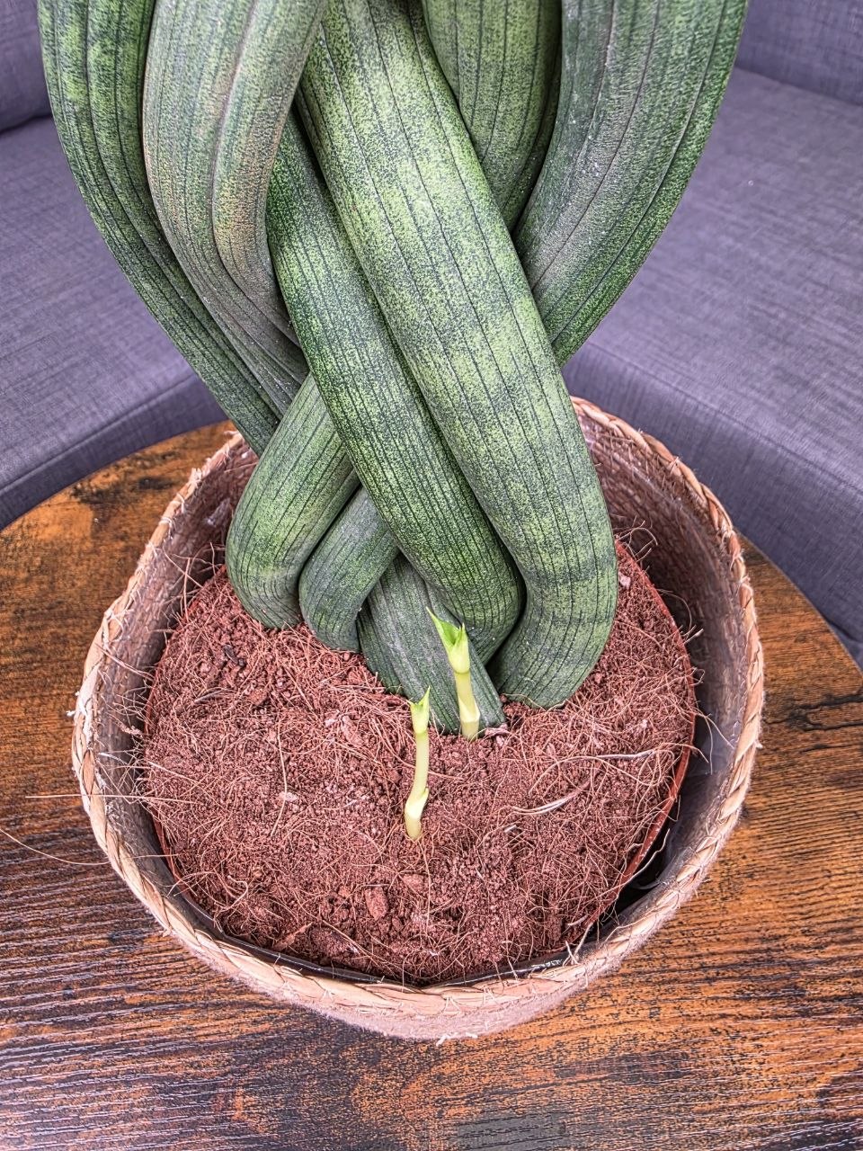 Sansevieria Cylindrica cop XXL