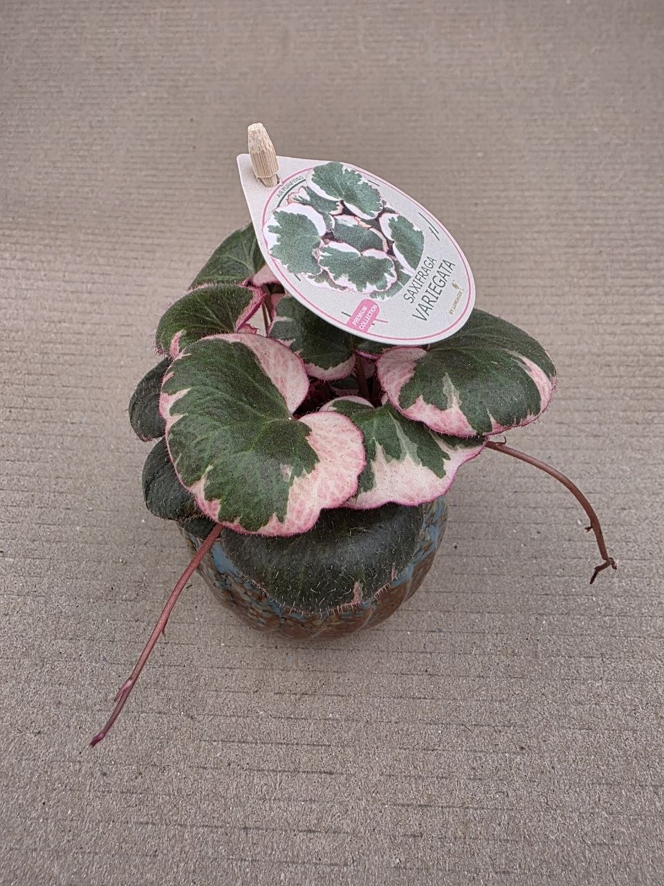 Saxifraga stolonifera 