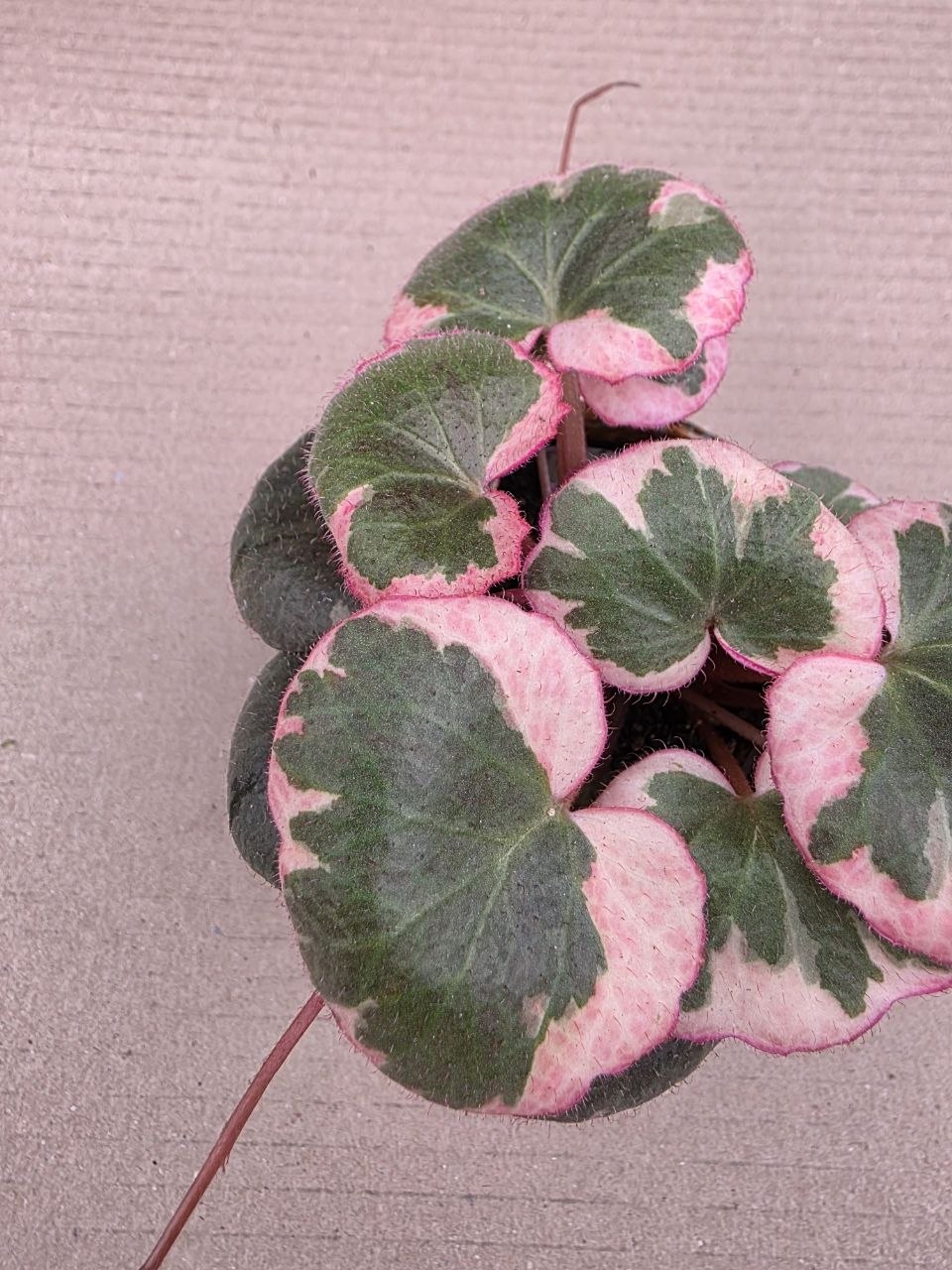 Saxifraga stolonifera 