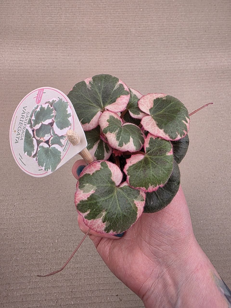 Saxifraga stolonifera 