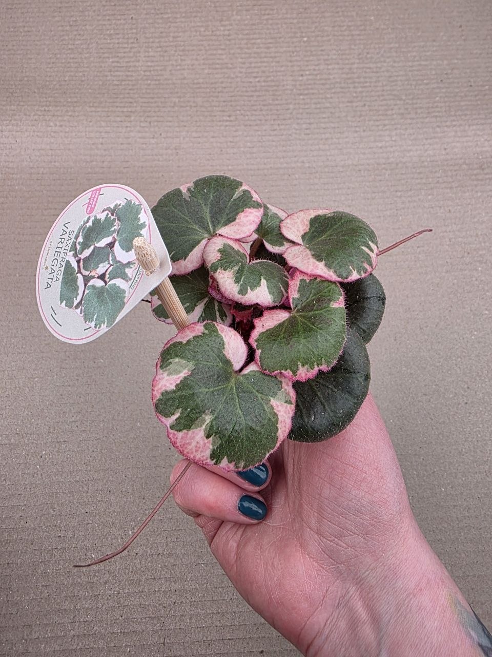 Saxifraga stolonifera 