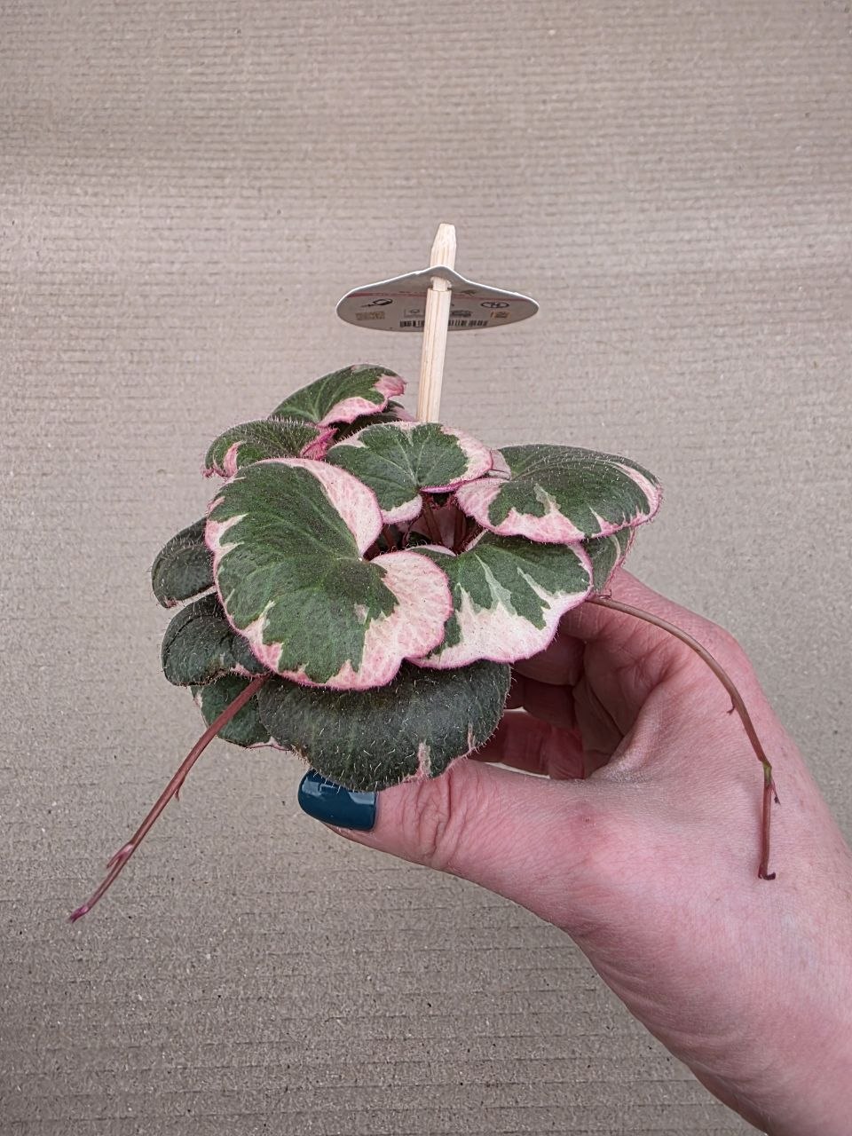 Saxifraga stolonifera 