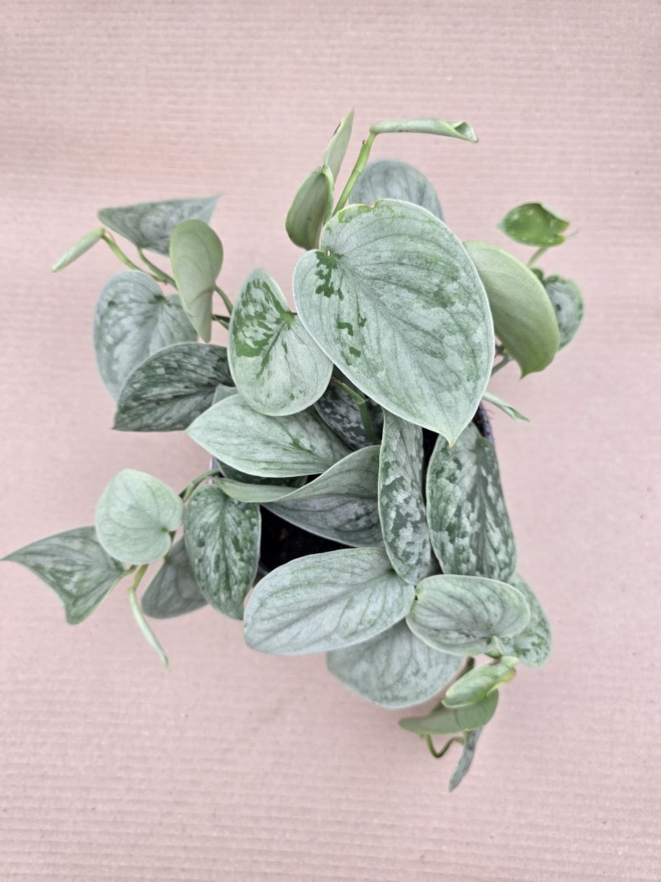 Scindapsus Pictus Silvery Ann 14 cm