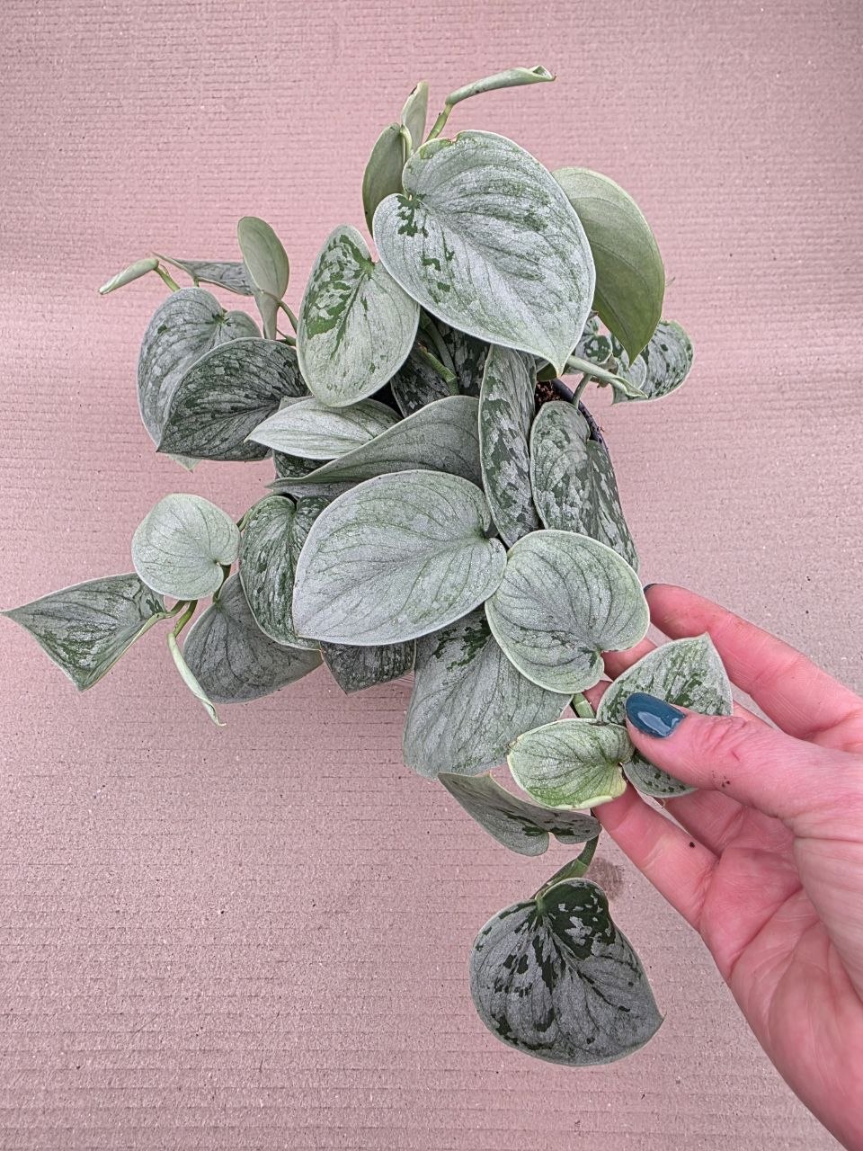 Scindapsus Pictus Silvery Ann 14 cm