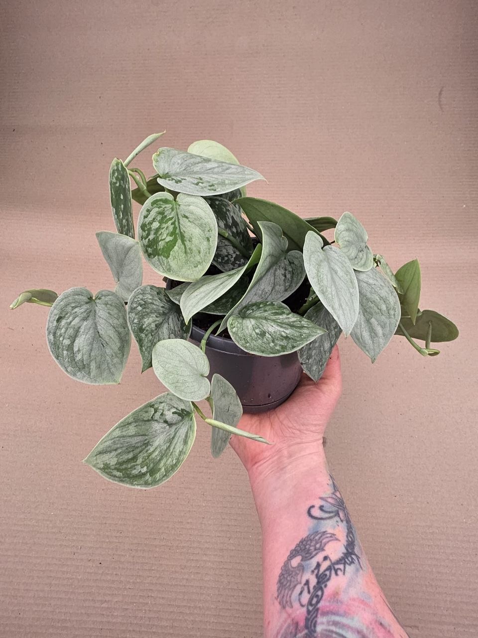 Scindapsus Pictus Silvery Ann 14 cm