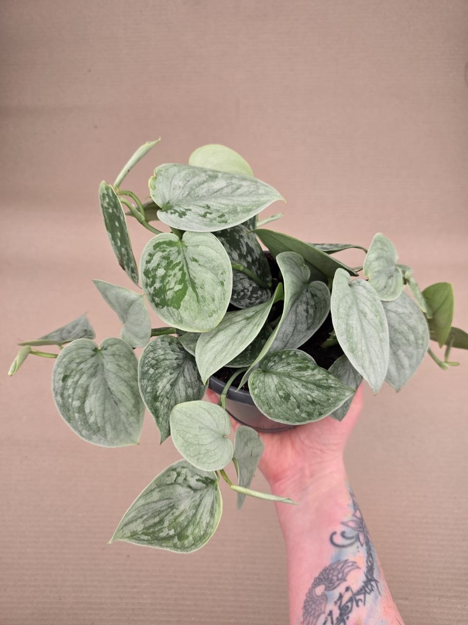Scindapsus Pictus Silvery Ann 14 cm