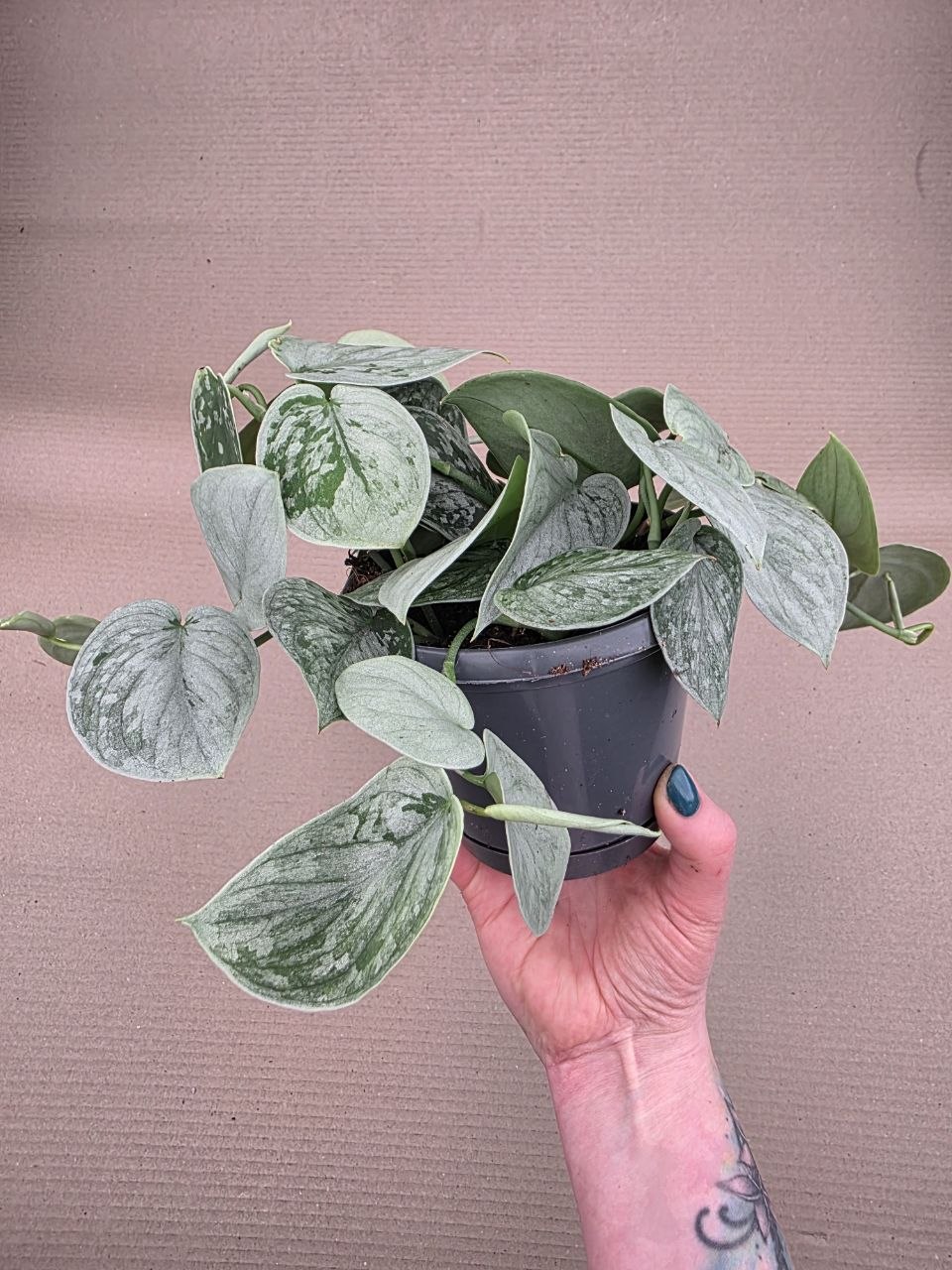 Scindapsus Pictus Silvery Ann 14 cm
