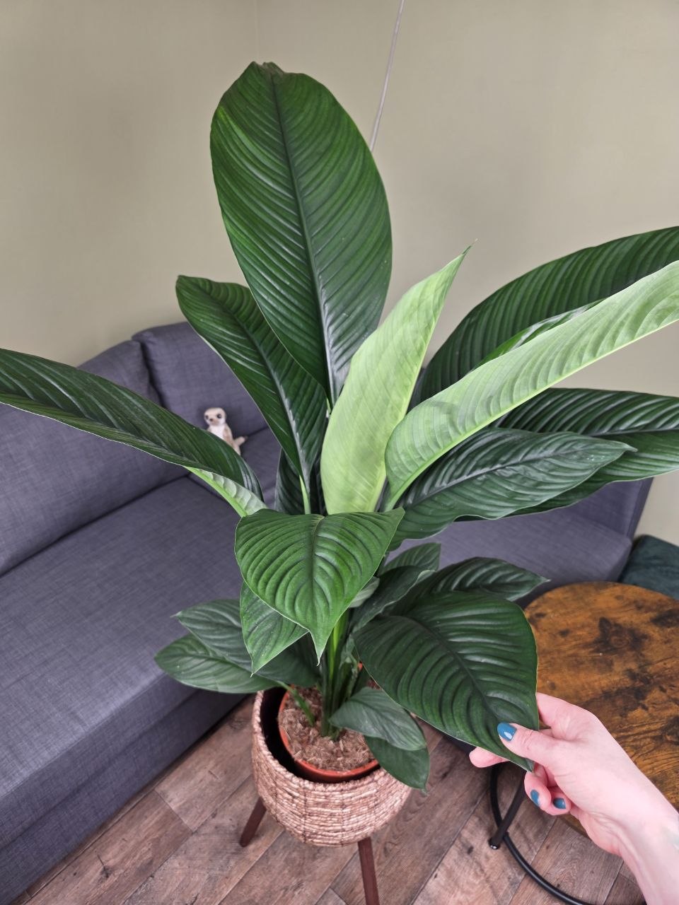 Spathiphyllum Sensation XXL