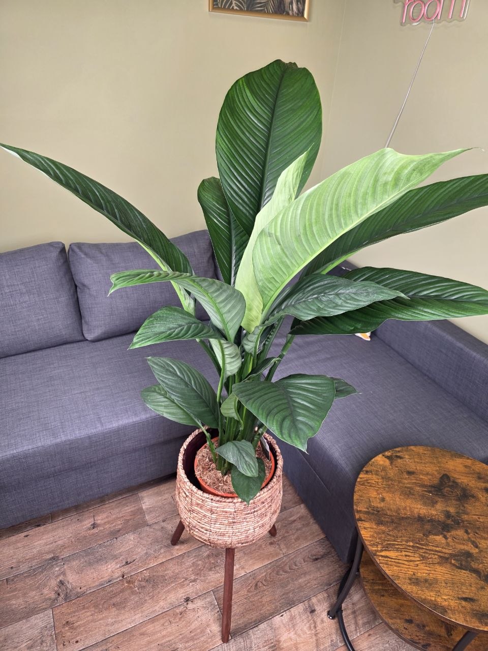 Spathiphyllum Sensation XXL