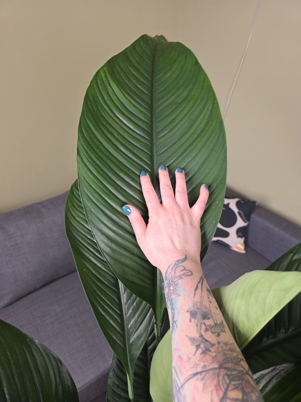 Spathiphyllum Sensation XXL
