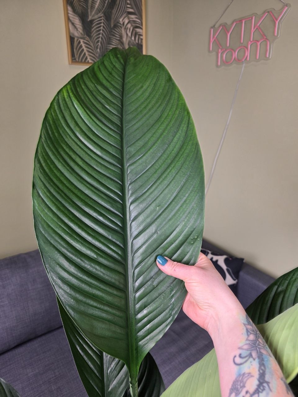 Spathiphyllum Sensation XXL