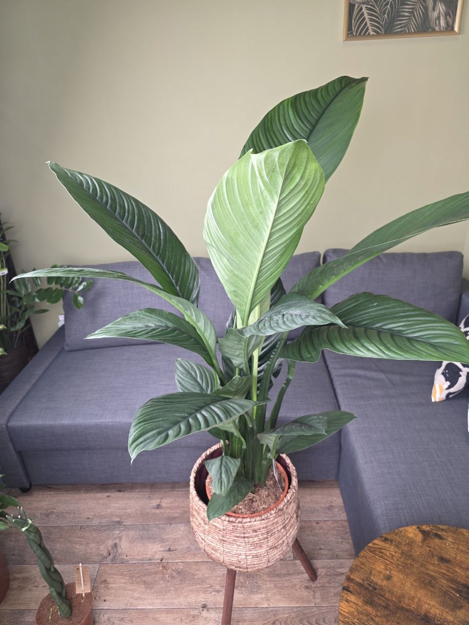 Spathiphyllum Sensation XXL