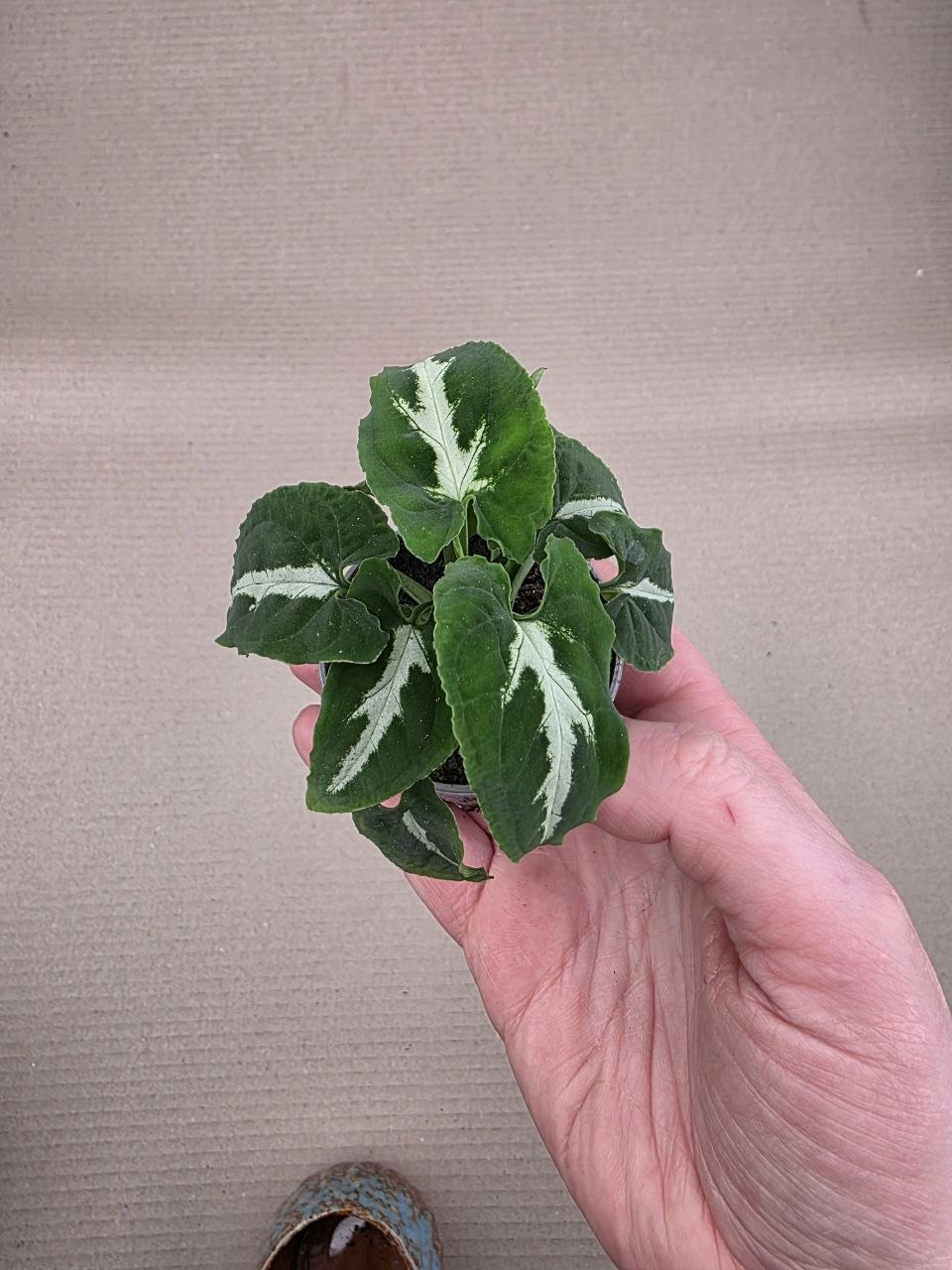Syngonium New Dew